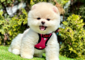 Safkan Pomeranian Boo Yavrularımız